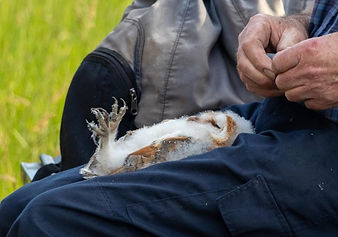 Barn Owl Chick.jpg