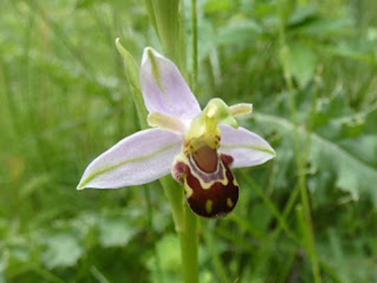 Bee orchid flowering in Buckles Wood