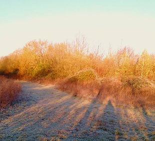 A picture of Calves Wood