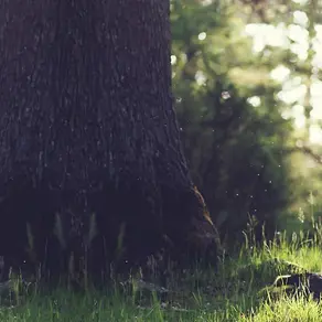 The base of a large tree