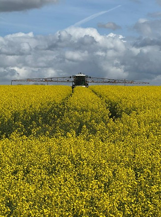 Spraying rape.jpg