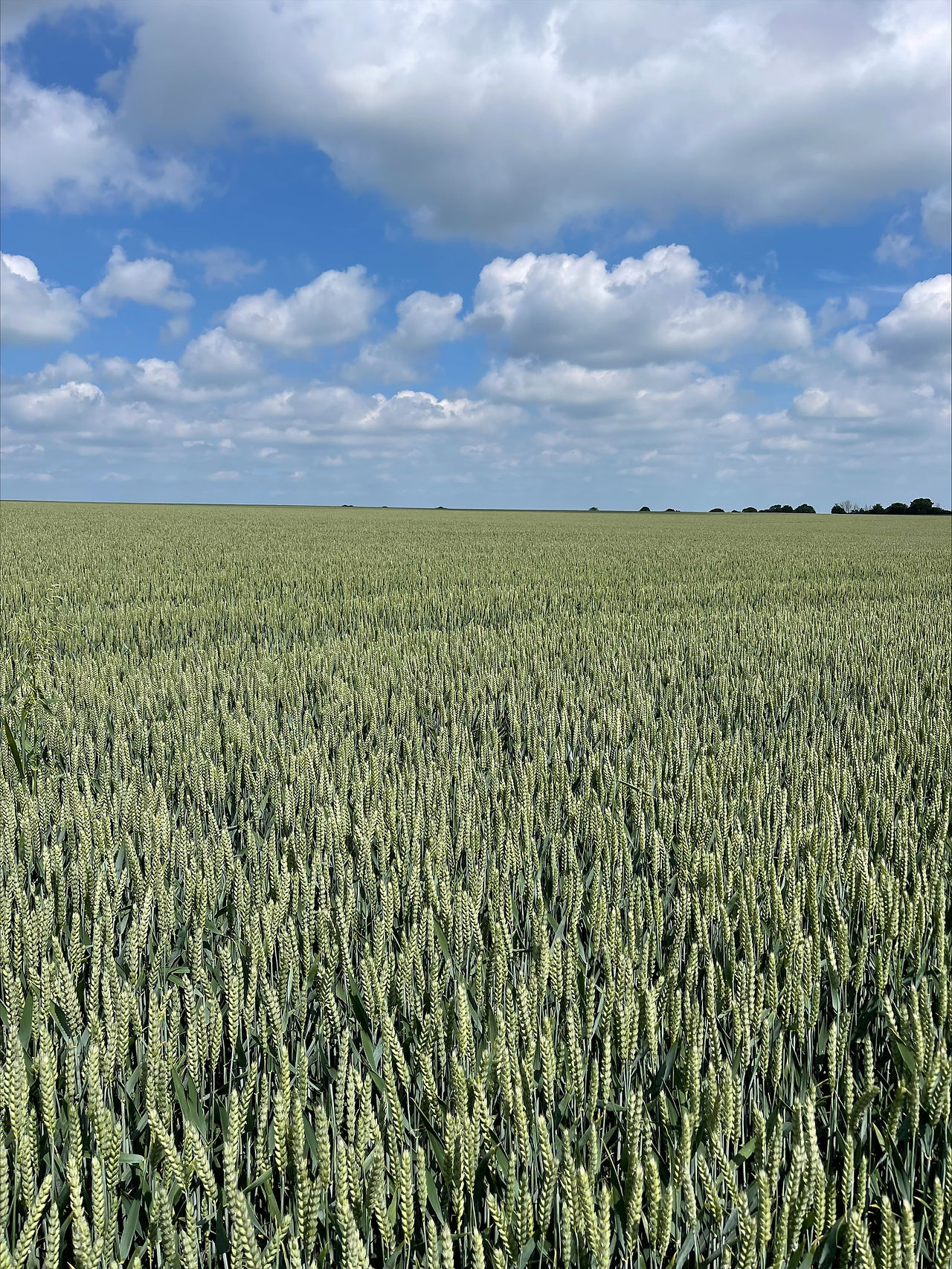 crop field