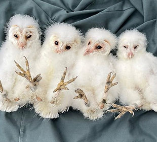 4 owlets after ringing