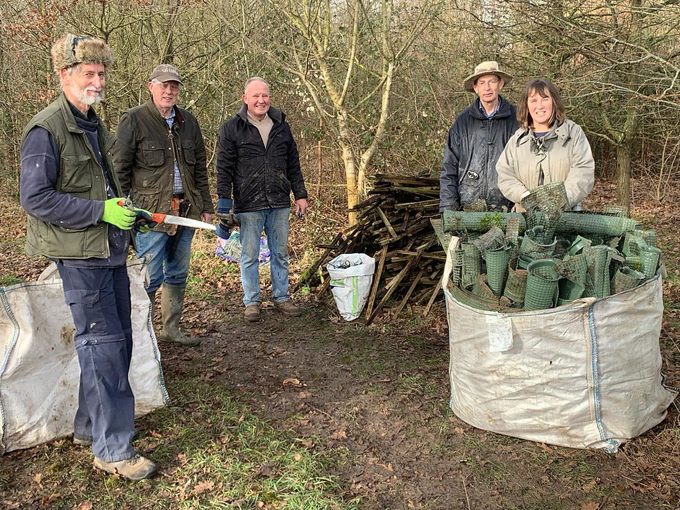 A group of voluteers collecting up tree shelters in a wood.