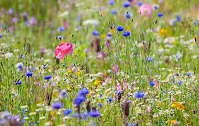 Wild flower bed attracting insects.