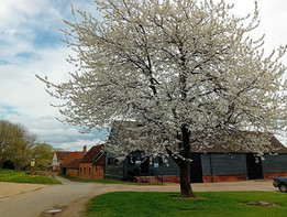 Flowering cherry in front of black Suffolk barn at Semer
