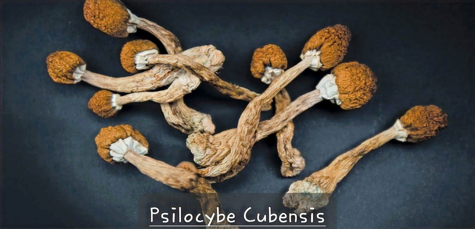 Psilocybe Cubensis 28G