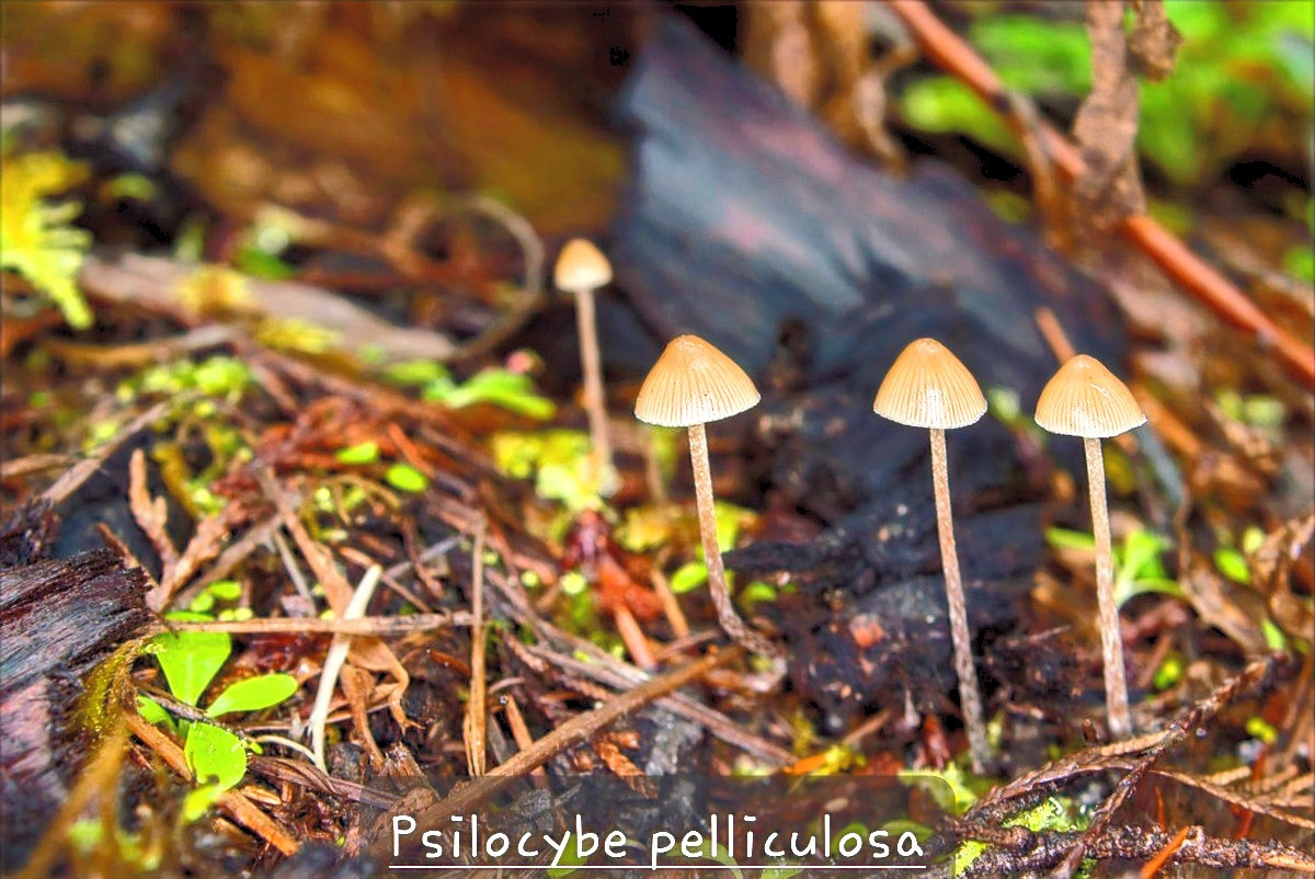 Psilocybe Pelliculosa 28G