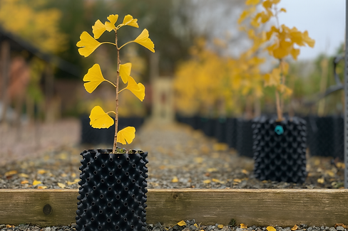 Ginko Tree Marks Hall