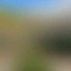 corbezzolo plant in the graden