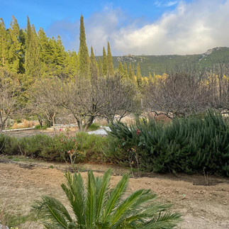 corbezzolo plant in the graden