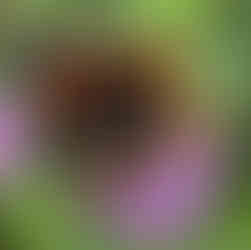 corbezzolo plant in the graden