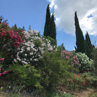 corbezzolo plant in the graden