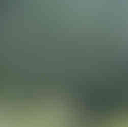 corbezzolo plant in the graden