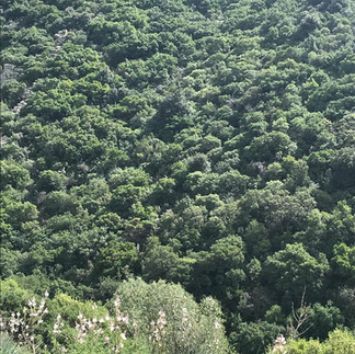 corbezzolo plant in the graden