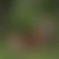 corbezzolo plant in the graden