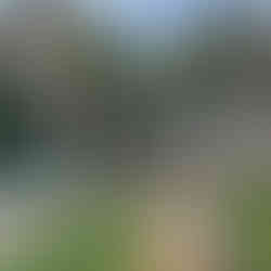 Detail of the Garden