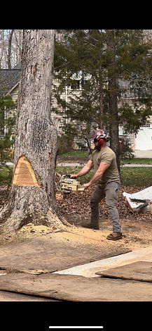 Chain Saw Tree Removal.jpg