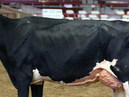 NY State Beginning Dairy Leader and Junior Dairy Leader Applications Due June 30