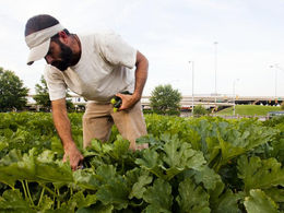 Cornell Hiring Urban Agriculture Educator Positions