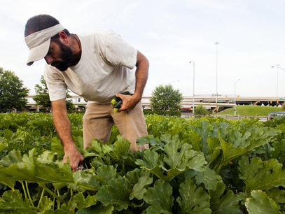 Cornell Hiring Urban Agriculture Educator Positions