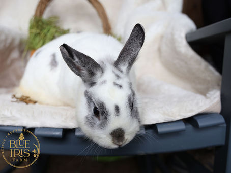 Rabbits as Pets: The Fundamentals of Proper Rabbit Care