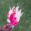 Thumbnail: Mini bouquets