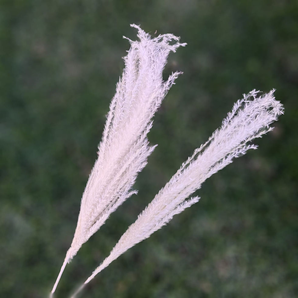 Thumbnail: Reed pampas