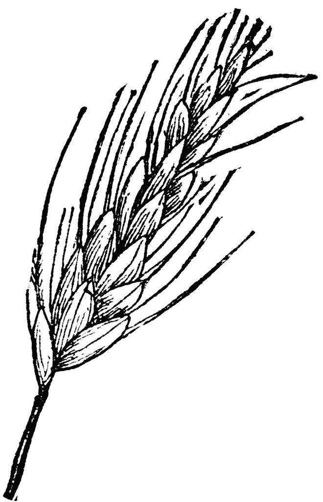 wheat_ear_19617_lg.gif