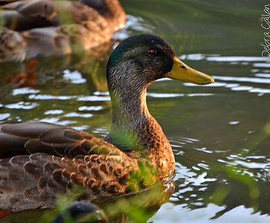 Duck in Pond, Uniontown PA