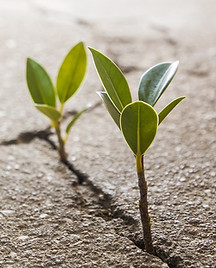 bigstock-Weed-Growing-Through-Crack-In--