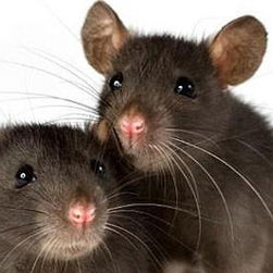 La lengua de las ratas