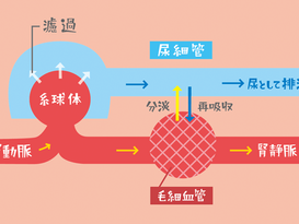 【泌尿器科医師監修|横浜】腎臓にコーヒーは良い?悪い?最新研究でわかるカフェインとの正しい付き合い方