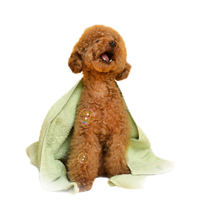 Dog bathing graphic for Groom n Zoom Mobile Dog Pawlor