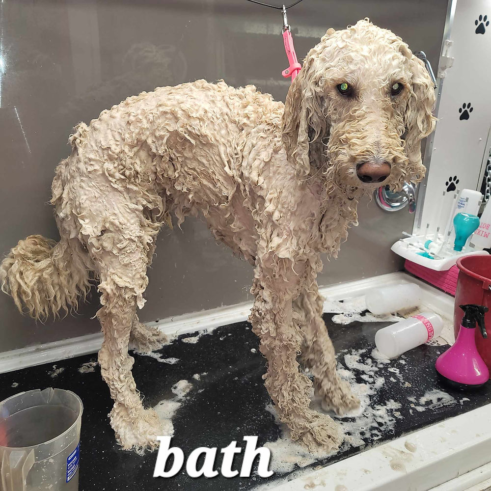 Dog groomer bathing a dog in Lumby