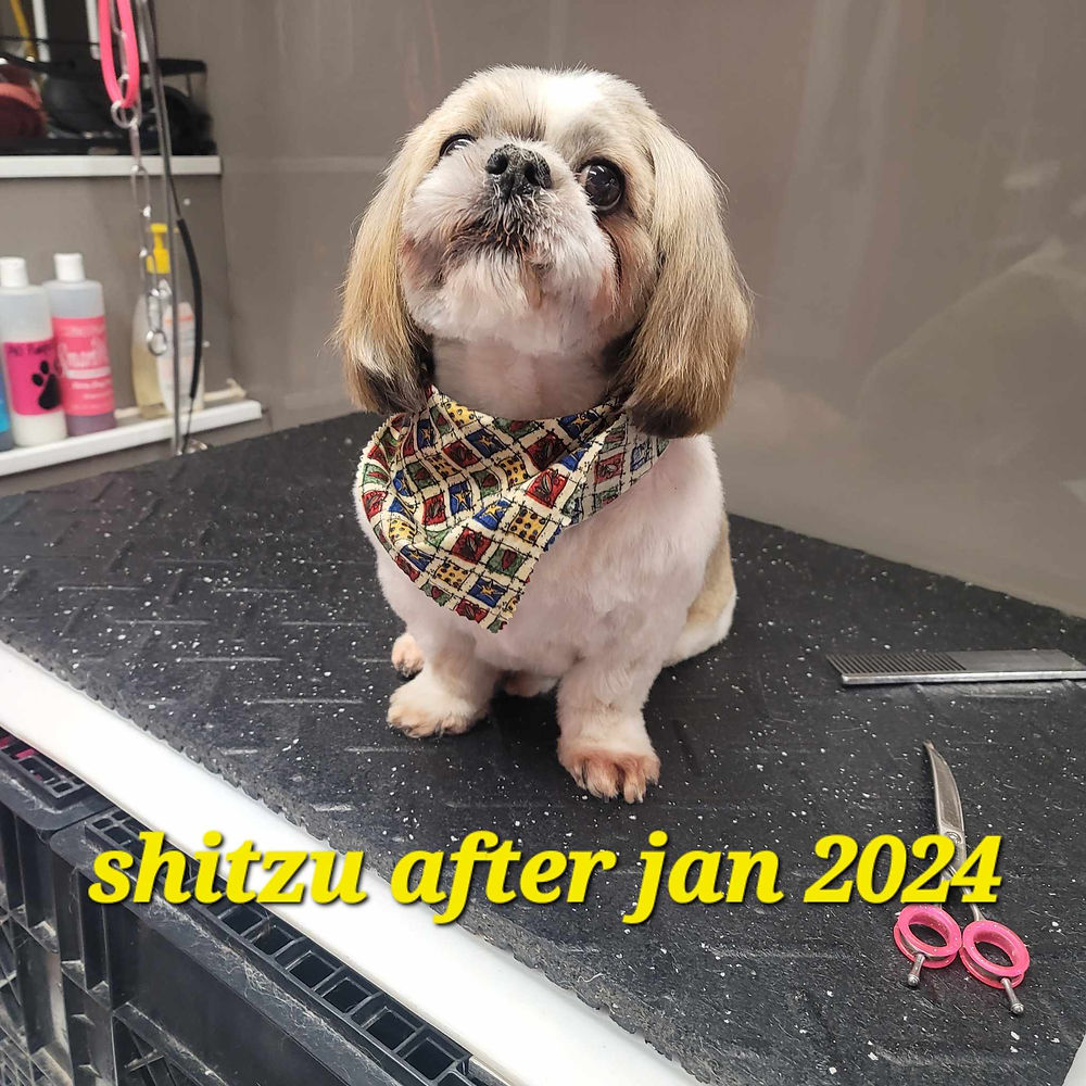 Shih-tzu after full grooming Jan 2024 by Lumby dog groomer