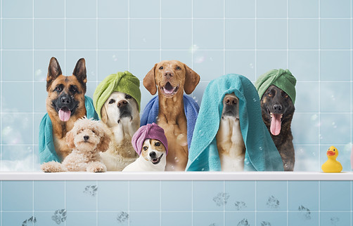 Dog bathing graphic for Groom n Zoom Mobile Dog Pawlor