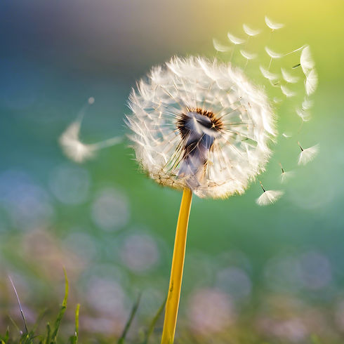dandelion blowing in the wind.jpg