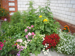 Миниклумба у входа в дом