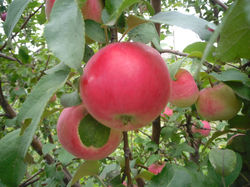 Замечательный урожай яблок в домашнем саду