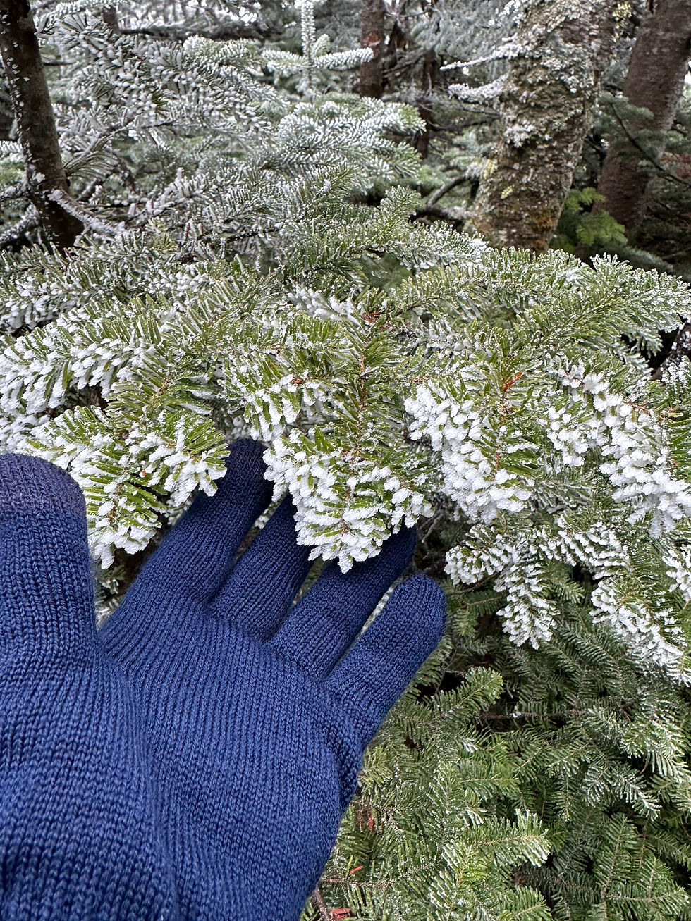 Blue-gloved hand touching snow-dusted pine branches in a forest. The mood is serene with frosty green needles and tree trunks in the background.