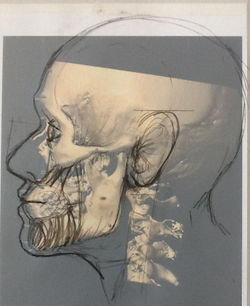 Profile View with Muscles