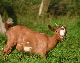 KWANZA DES HÔTES DU JARDIN ENCHANTE