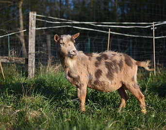 ODIN (élevage de Tineke Grosman)