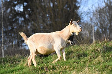 Violette chèvre miniature motte beige 