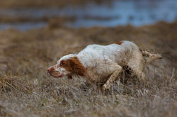 Английский сеттер на стойке.