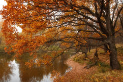 Золото октября. Осенний пейзаж