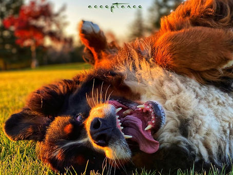 An Interview With Neither Could Dylan