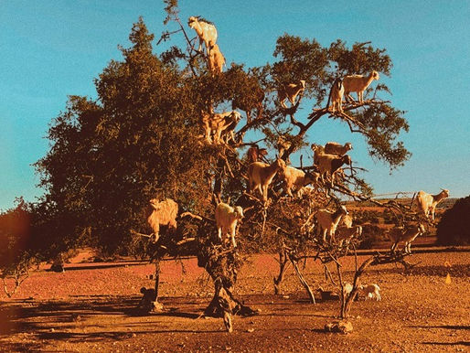 A Massive and Experimental Rock Soiree from Leo Nino