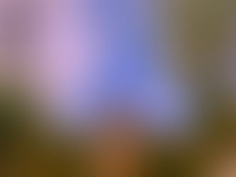 An Interview With Fran Pitcher